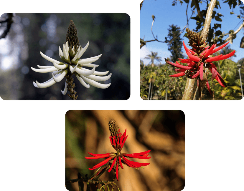 A mulungu flower